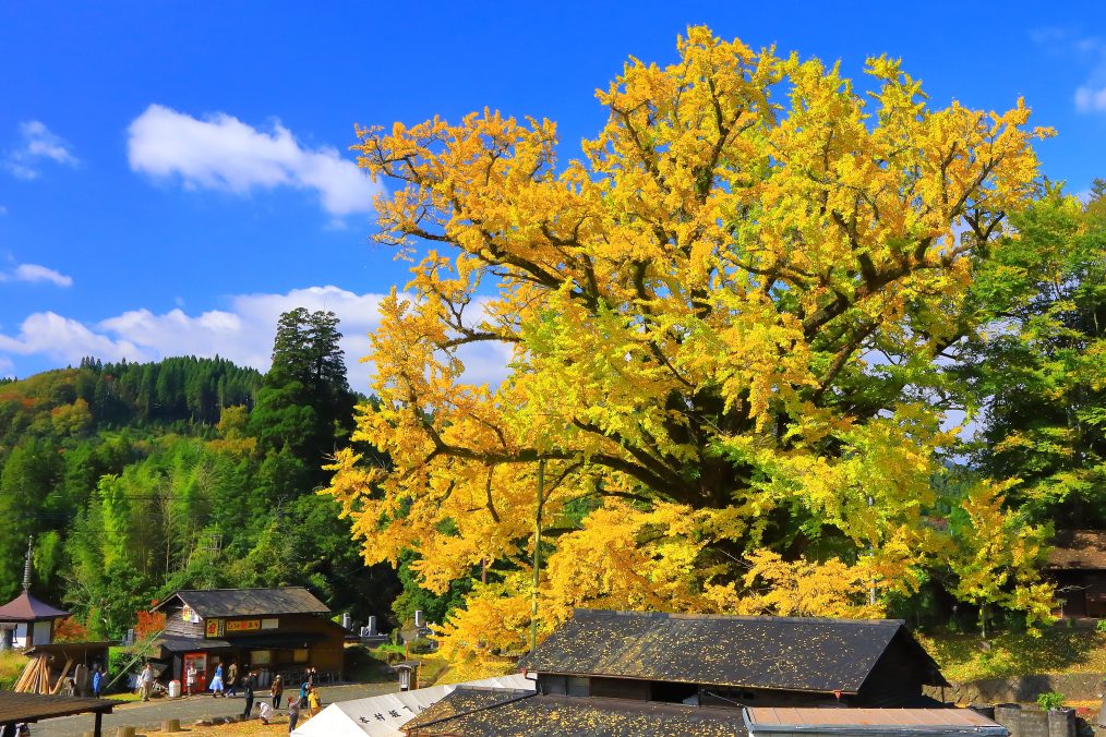 紅葉の菊池渓谷と下城の大イチョウ 　新紙幣の顔 北里柴三郎記念館